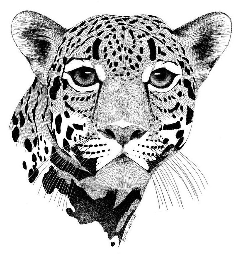 Jaguargesicht
