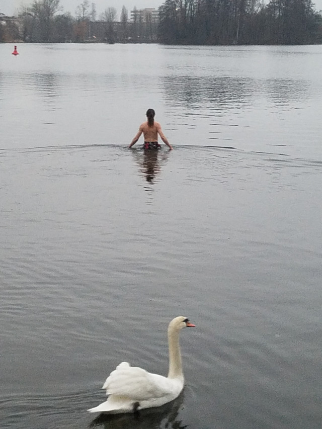 Timo von hinten bis zur Hüfte in der Havel mit Schwan im Vordergrund