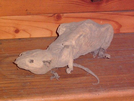Rattenmumie