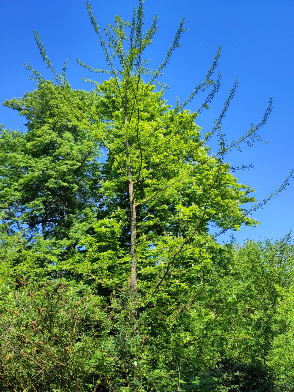 Ginkgobaum
