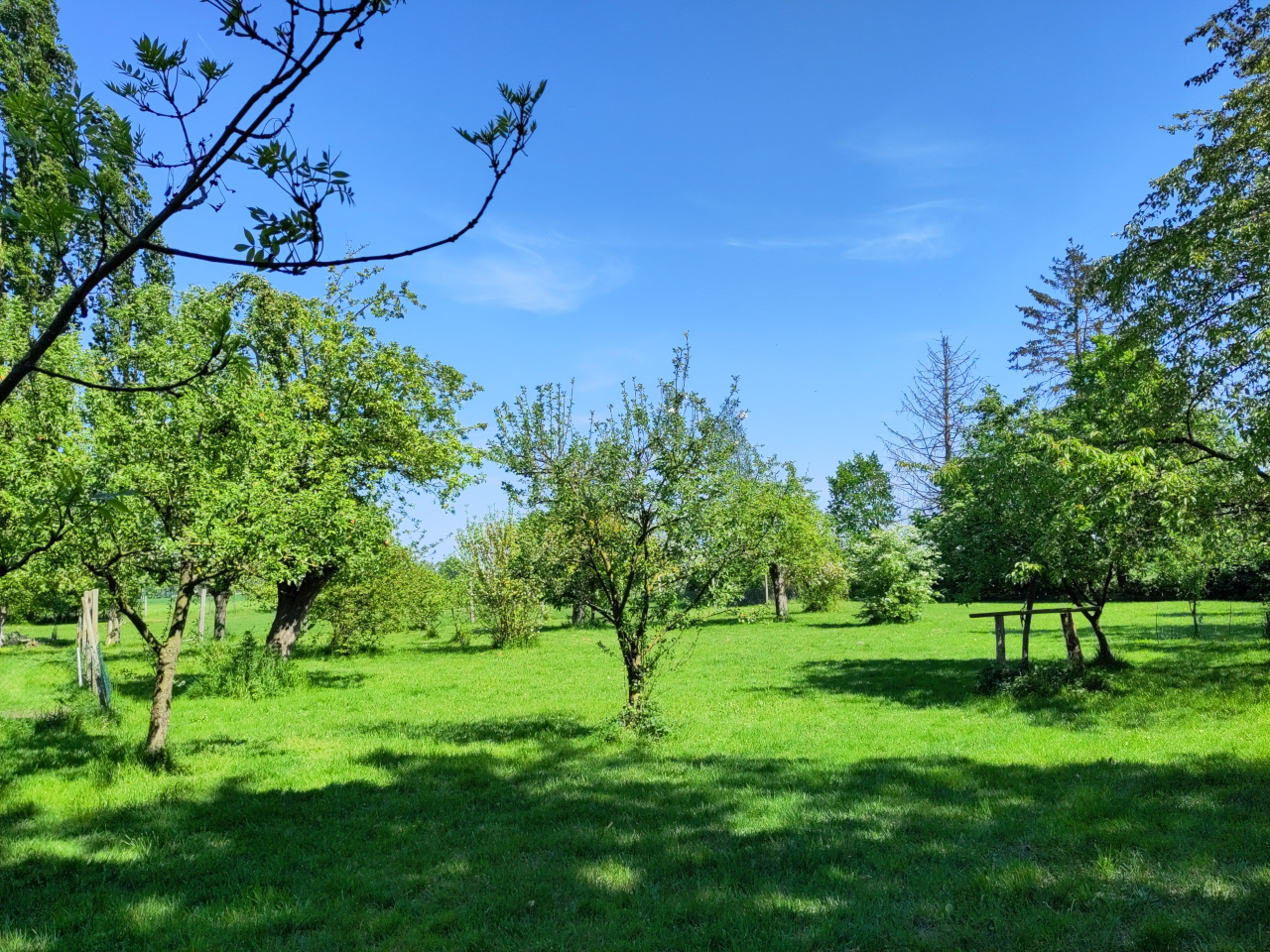 Streuobstwiese