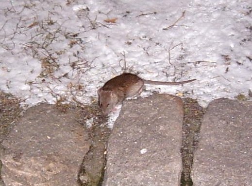 Stadtratte im Schnee